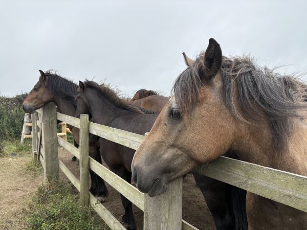 horses on Lizard Downs